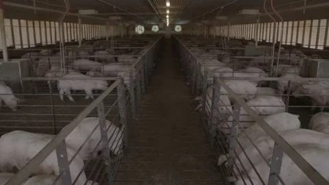 Fenced Pigs In US Ranch Stock Footage 159975896