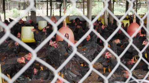 A fenced section of a poultry farm reveals tightly grouped chickens, limited Stock Footage 324802314