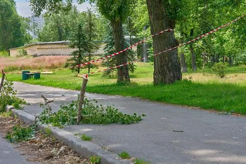 Fenced tree branches fallen after the storm. Stock Photos