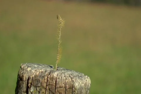 Fencepost with weed ECU Stockbeeldmateriaal 538833