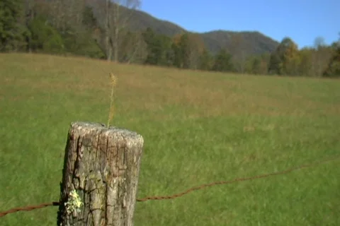 Fencepost with weed MED Video stock 538835