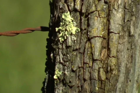 Fencepost with weed tilt up Video stock 538838