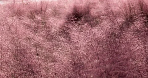 Fendai raspberry Stock Footage 220389533