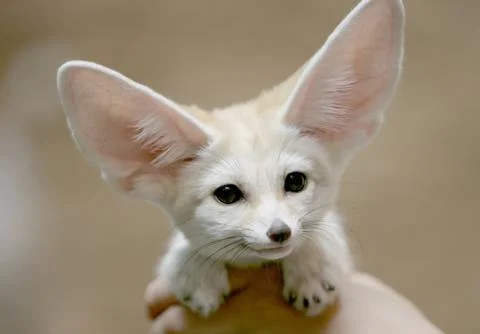 Fenech, muzzle, ears, and long-eared bat, the view Stock Photos