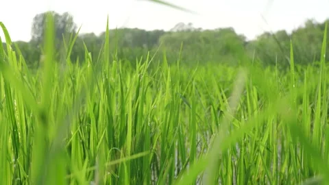 Feng shui grass grass low angle view Stock Footage 195462046