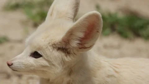 Fennec, close-up, lying on the sand Stock Footage 275891244