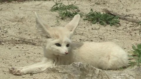 Fennec, close-up, lying on the sand Stock Footage 276430019