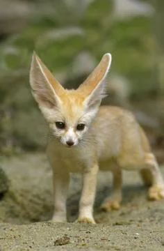 FENNEC fennecus zerda Stock Photos