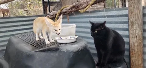 Fennec Fox and Black Cat Meal Stock Footage 332352234