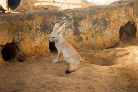 Fennec fox with big ears Vulpes zerda Stock Photos