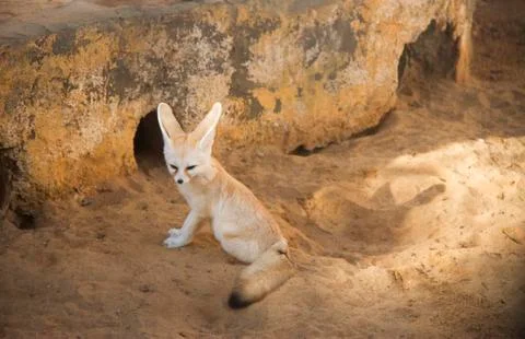 Fennec fox with big ears Vulpes zerda Stock Photos