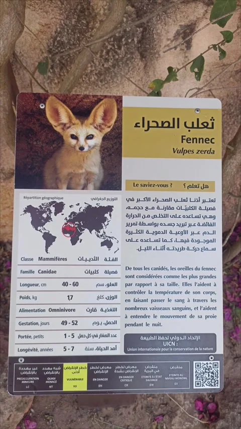 Fennec Fox Display at Rabat Zoo Stock-Footage 343959462