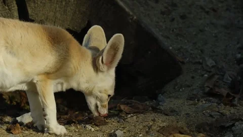 Fennec fox eats food on the ground and then scratches with its paw inside a zoo Stock Footage 325789098