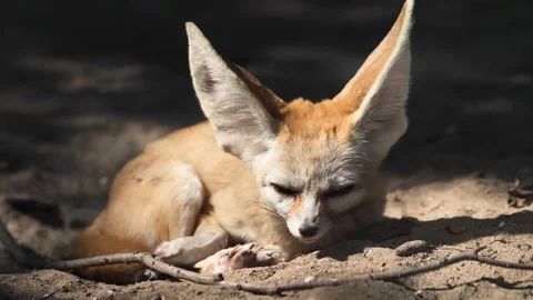 Fennec Fox falling into asleep in sunny afternoon Stock Footage 170092413