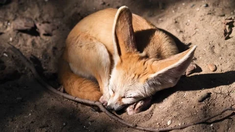 Fennec Fox falling into asleep in sunny afternoon Stock Footage 170092599