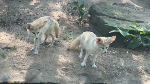 Fennec fox funny animal with big ears. 4K Cinematic B-roll  Stockbeeldmateriaal 204787938