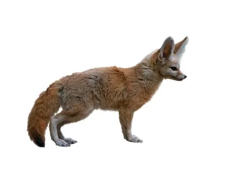 Fennec Fox isolated on white Fotos Stock