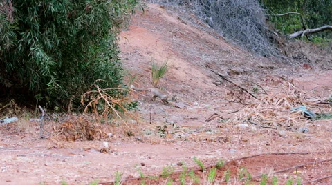 Fennec fox jumping Video stock 40871761