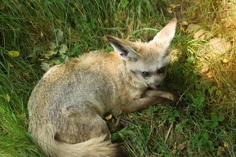 The fennec  fox is lying and resting on the grass. Stock Photos