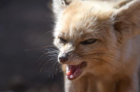 Fennec fox or desert fox baby closeup portrait Stock Photos