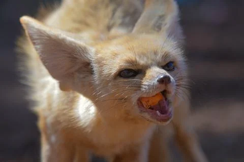 Fennec fox or desert fox baby closeup portrait Stock Photos