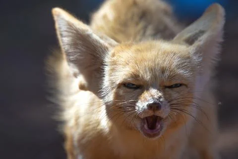 Fennec fox or desert fox baby closeup portrait Stock Photos
