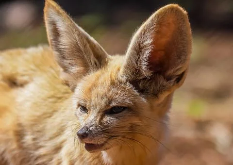 Fennec fox or desert fox baby closeup portrait Stock Photos