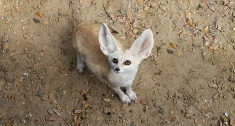 Fennec fox or vulpes zerda wild animal top view Stock Photos