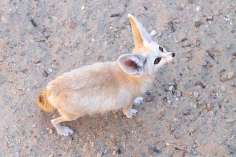 Fennec fox or vulpes zerda wild animal Stock Photos