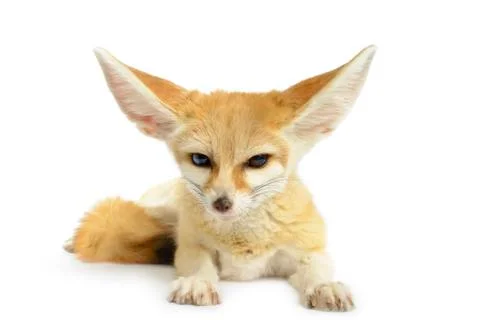 Fennec fox Stock Photos