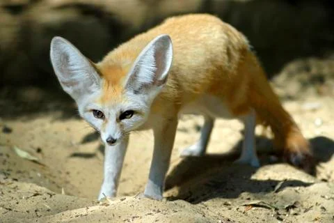 Fennec fox Stock Photos