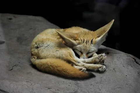 Fennec Fox Stock Photos