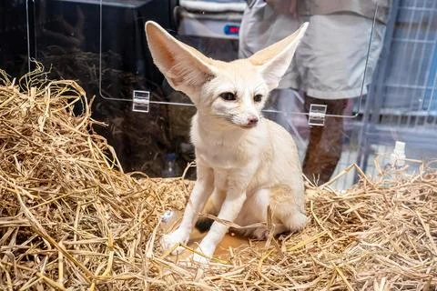 Fennec fox 스톡 사진