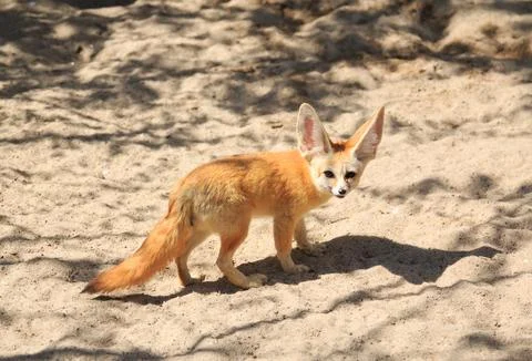 Fennec Fox Stock Photos