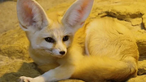 A fennec fox relaxing Stock Footage 224447320