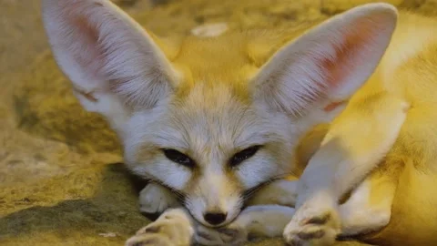 A fennec fox relaxing Stock Footage 224447575