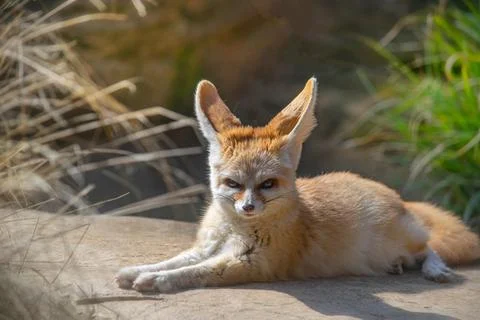 Fennec fox resting and sunbathing on the sun Stock Photos