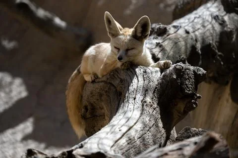Fennec fox resting on a log Stock Photos