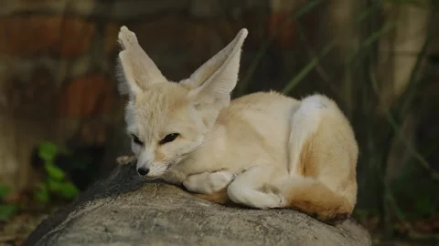 Fennec fox rests calmly on a warm rock inside a zoo enclosure, showing large Stock Footage 325789084