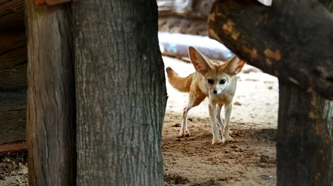 Fennec fox running, camera pan. Video stock 65771740