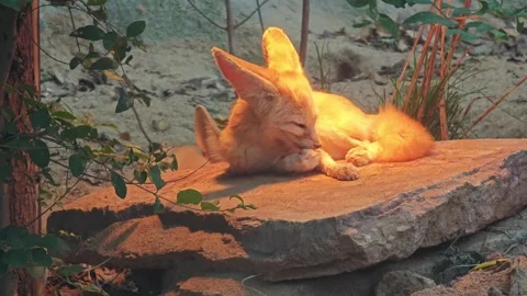 A fennec fox sleep on the rock in the zoo Stock Footage 322870392