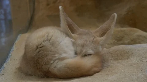 Fennec fox sleeps warily 4K 動画素材 96355087