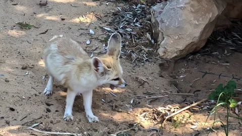 Fennec fox, the smallest canid on Earth, seen at Attica Zoological Park Stock Footage 322508145