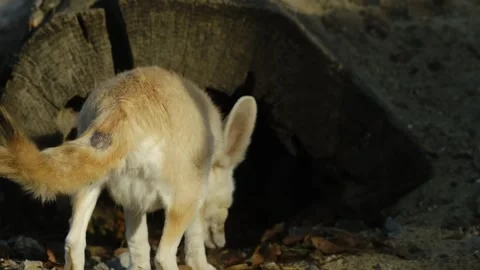 Fennec fox stands and sniffs the ground near a wooden shelter inside a zoo Stock Footage 325789128