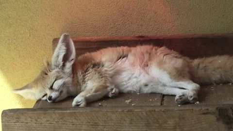 Fennec Fox Twitching in Sleep, 8K Stock Footage 311704679