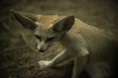 Fennec Fox Vulpes zerda Close-up shot of a large ears Stock Photos