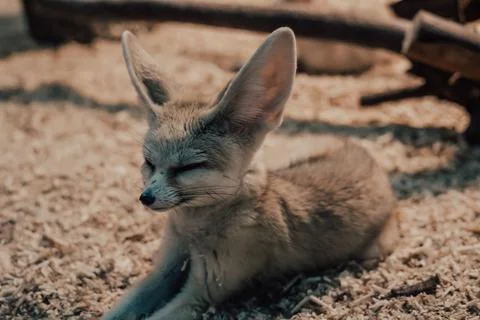 Fennec fox (Vulpes zerda)  close up Stock Photos