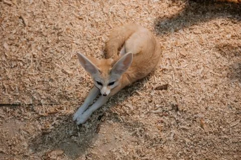 Fennec fox (Vulpes zerda)  close up , top view Stock Photos