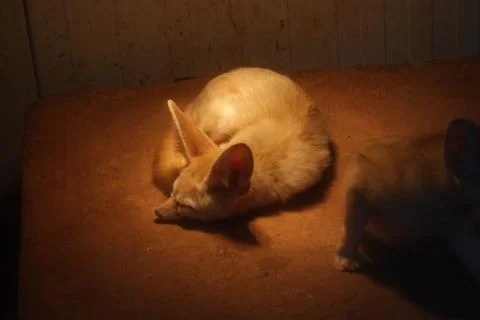 Fennec Fox - Vulpes zerda Stock Photos