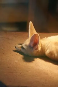 Fennec Fox - Vulpes zerda Stock Photos
